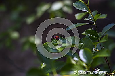 Red bug on the leaves of a cherry tree Stock Photo